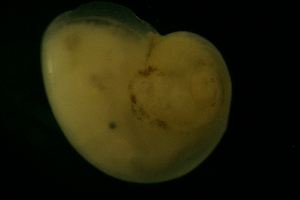  ( - ZMBN_146244)  @11 [ ] Creative Commons BY SA (2024) University of Bergen Natural History Collections