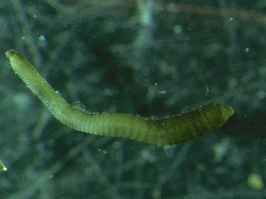  ( - ZMBN_147359_3)  @11 [ ] Creative Commons BY NC SA (2022) University of Bergen Natural History Collections