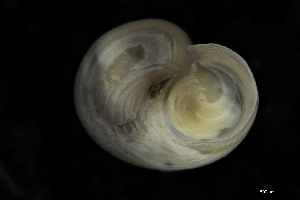  ( - ZMBN_148921-2)  @11 [ ] Creative Commons BY SA (2024) University of Bergen Natural History Collections