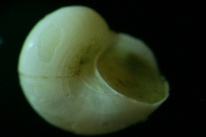  ( - ZMBN_148928)  @11 [ ] Creative Commons BY SA (2024) University of Bergen Natural History Collections