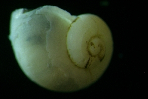 ( - ZMBN_148928)  @11 [ ] Creative Commons BY SA (2024) University of Bergen Natural History Collections