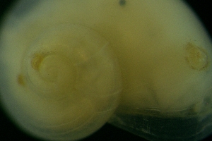  ( - ZMBN_148929)  @11 [ ] Creative Commons BY SA (2024) University of Bergen Natural History Collections