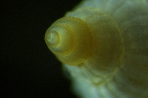  ( - ZMBN_148941)  @11 [ ] Creative Commons BY SA (2024) University of Bergen Natural History Collections