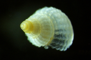  ( - ZMBN_148941)  @11 [ ] Creative Commons BY SA (2024) University of Bergen Natural History Collections