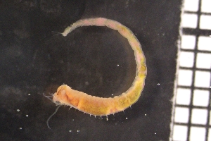 ( - ZMBN_149282)  @11 [ ] Creative Commons BY NC SA (2022) University of Bergen Natural History Collections