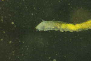  ( - ZMBN_149309)  @11 [ ] Creative Commons BY NC SA (2022) University of Bergen Natural History Collections