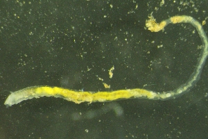  ( - ZMBN_149309)  @11 [ ] Creative Commons BY NC SA (2022) University of Bergen Natural History Collections
