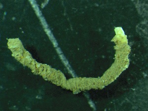  ( - ZMBN_149322)  @11 [ ] Creative Commons BY NC SA (2022) University of Bergen Natural History Collections