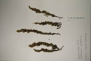  ( - EI-FSF10.7-JRH-1037-1)  @11 [ ] CreativeCommons - Attribution Non-Commercial Share-Alike (2017) Unspecified Hafrannsóknastofnun