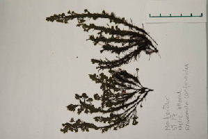  ( - EI-FSF11.7-JRH-1051-1)  @11 [ ] CreativeCommons - Attribution Non-Commercial Share-Alike (2017) Unspecified Hafrannsóknastofnun