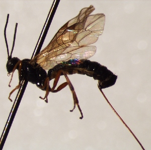  (Scambus eucosmidarum - FICH-001959)  @12 [ ] CreativeCommons - Attribution Non-Commercial (2016) Marko Mutanen University of Oulu