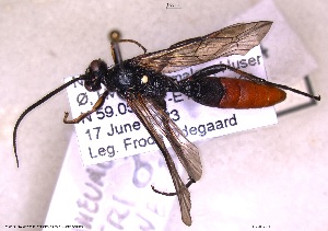  (Ctenichneumon devylderi - HYMNI3774)  @11 [ ] Creative Commons  Attribution Non-Commercial Share-Alike (2037) NTNU University Museum, Department of Natural History NTNU University Museum, Department of Natural History