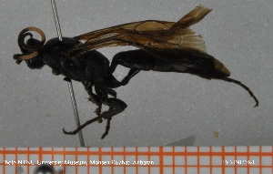  ( - HYMNI3784)  @11 [ ] Creative Commons  Attribution Non-Commercial Share-Alike (2025) NTNU University Museum, Department of Natural History NTNU University Museum, Department of Natural History