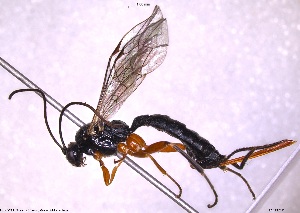  ( - HYMNI3813)  @11 [ ] Creative Commons  Attribution Non-Commercial Share-Alike (2076) NTNU University Museum, Department of Natural History NTNU University Museum, Department of Natural History