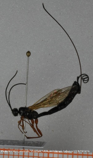  ( - HYMNI3836)  @11 [ ] Creative Commons  Attribution Non-Commercial Share-Alike (2032) NTNU University Museum, Department of Natural History NTNU University Museum, Department of Natural History