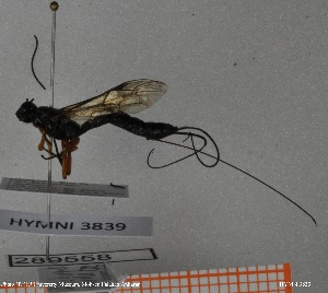 ( - HYMNI3839)  @11 [ ] Creative Commons  Attribution Non-Commercial Share-Alike (2034) NTNU University Museum, Department of Natural History NTNU University Museum, Department of Natural History