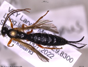  (Scambus cincticarpus - HYMNI3844)  @11 [ ] Creative Commons  Attribution Non-Commercial Share-Alike (2107) NTNU University Museum, Department of Natural History NTNU University Museum, Department of Natural History
