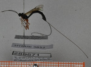  ( - HYMNI3852)  @11 [ ] Creative Commons  Attribution Non-Commercial Share-Alike (2039) NTNU University Museum, Department of Natural History NTNU University Museum, Department of Natural History