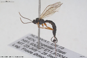  (Scambus versicarius - HYMNI3857)  @11 [ ] Creative Commons  Attribution Non-Commercial Share-Alike (2025) NTNU University Museum, Department of Natural History NTNU University Museum, Department of Natural History