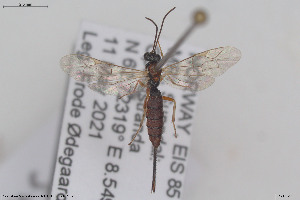  (Scambus pomorum - HYMNI3877)  @11 [ ] Creative Commons  Attribution Non-Commercial Share-Alike (2025) NTNU University Museum, Department of Natural History NTNU University Museum, Department of Natural History