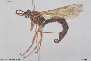  ( - HYMNI3920)  @11 [ ] Creative Commons  Attribution Non-Commercial Share-Alike (2025) NTNU University Museum, Department of Natural History NTNU University Museum, Department of Natural History
