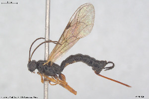  (Endromopoda nigricoxa - HYMNI3934)  @11 [ ] Creative Commons  Attribution Non-Commercial Share-Alike (2025) NTNU University Museum, Department of Natural History NTNU University Museum, Department of Natural History