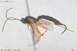  (Iseropus strecorator - HYMNI3937)  @11 [ ] Creative Commons  Attribution Non-Commercial Share-Alike (2025) NTNU University Museum, Department of Natural History NTNU University Museum, Department of Natural History