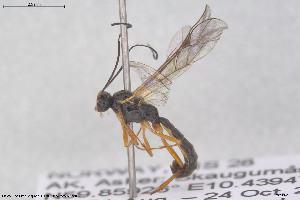  (Brachyzapus tenuiabdominalis - HYMNI3945)  @11 [ ] Creative Commons  Attribution Non-Commercial Share-Alike (2025) NTNU University Museum, Department of Natural History NTNU University Museum, Department of Natural History