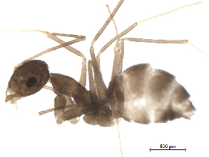  ( - BIORTP-022-B03)  @11 [ ] creative commons  non-commercial only (2016) IIBZ Instituto de Investigaciones Botanicas y Zoologicas, Universidad Autonoma de Santo Domingo UASD