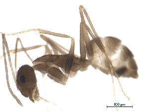  ( - BIORTP-022-B04)  @11 [ ] creative commons  non-commercial only (2016) IIBZ Instituto de Investigaciones Botanicas y Zoologicas, Universidad Autonoma de Santo Domingo UASD