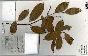  (Hemandradenia mannii - FHO-00020666K)  @11 [ ] Copyright (2013) Cicely Marshall Dept of Plant Sciences, University of Oxford