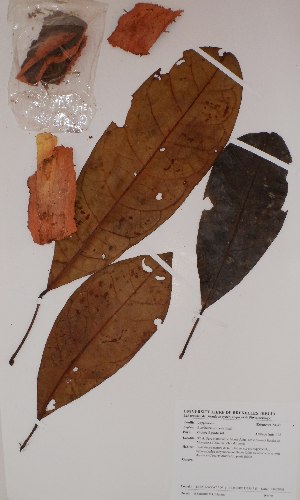  (Buchholzia coriacea - BRLU-BS0098)  @11 [ ] CreativeCommons - Attribution Non-Commercial Share-Alike (2013) Unspecified Herbarium de l'Université Libre de Bruxelles