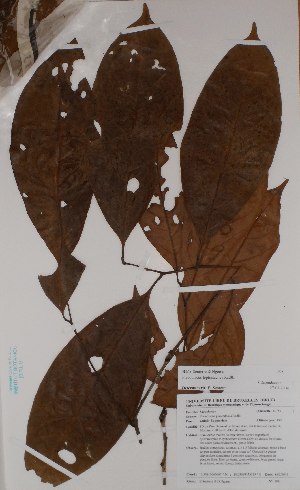  (Placodiscus leptostachys - BRLU-BS0108)  @11 [ ] CreativeCommons - Attribution Non-Commercial Share-Alike (2013) Unspecified Herbarium de l'Université Libre de Bruxelles