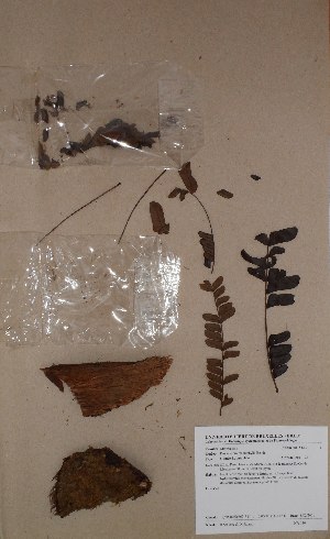  (Pentaclethra macrophylla - BRLU-BS0110)  @11 [ ] CreativeCommons - Attribution Non-Commercial Share-Alike (2013) Unspecified Herbarium de l'Université Libre de Bruxelles