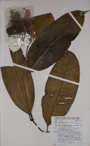  (Picralima nitida - BRLU-BS0140)  @11 [ ] CreativeCommons - Attribution Non-Commercial Share-Alike (2013) Unspecified Herbarium de l'Université Libre de Bruxelles