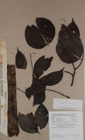  (Guibourtia ehie - BRLU-BS0145)  @11 [ ] CreativeCommons - Attribution Non-Commercial Share-Alike (2013) Unspecified Herbarium de l'Université Libre de Bruxelles