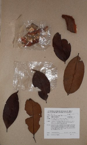  (Syzygium owariense - BRLU-BS0615)  @11 [ ] CreativeCommons - Attribution Non-Commercial Share-Alike (2013) Unspecified Herbarium de l'Université Libre de Bruxelles