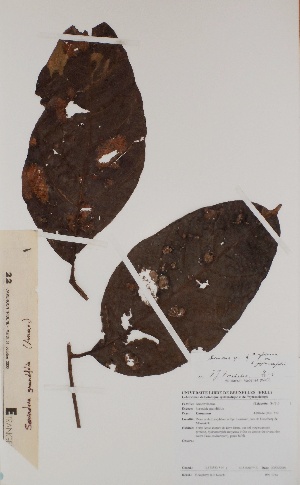 (Sorindeia grandifolia - BRLU-BS1014)  @11 [ ] CreativeCommons - Attribution Non-Commercial Share-Alike (2013) Unspecified Herbarium de l'Université Libre de Bruxelles