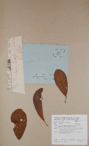  (Uapaca guineensis - BRLU-BS1209)  @11 [ ] CreativeCommons - Attribution Non-Commercial Share-Alike (2013) Unspecified Herbarium de l'Université Libre de Bruxelles