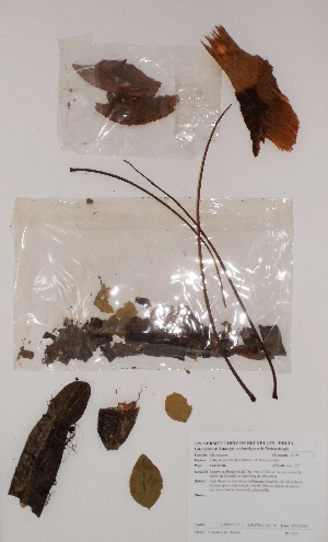  (Tetrapleura tetraptera - BRLU-BS1210)  @11 [ ] CreativeCommons - Attribution Non-Commercial Share-Alike (2013) Unspecified Herbarium de l'Université Libre de Bruxelles