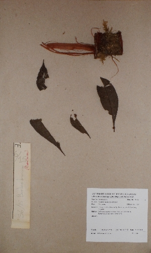  (Bombax brevicuspe - BRLU-BS1436)  @11 [ ] CreativeCommons - Attribution Non-Commercial Share-Alike (2013) Unspecified Herbarium de l'Université Libre de Bruxelles
