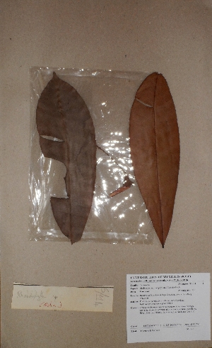  (Rhabdophyllum calophyllum - BRLU-BS1451)  @11 [ ] CreativeCommons - Attribution Non-Commercial Share-Alike (2013) Unspecified Herbarium de l'Université Libre de Bruxelles