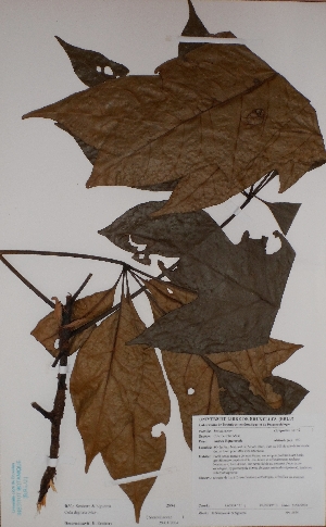  ( - BRLU-BS2994)  @11 [ ] CreativeCommons - Attribution Non-Commercial Share-Alike (2013) Unspecified Herbarium de l'Université Libre de Bruxelles