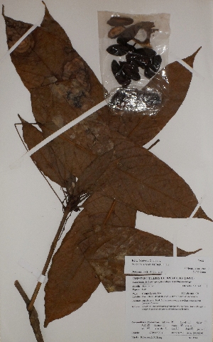  (Penianthus - BRLU-BS3944)  @11 [ ] CreativeCommons - Attribution Non-Commercial Share-Alike (2013) Unspecified Herbarium de l'Université Libre de Bruxelles