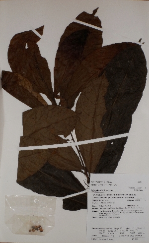  ( - BRLU-BS4021)  @11 [ ] CreativeCommons - Attribution Non-Commercial Share-Alike (2013) Unspecified Herbarium de l'Université Libre de Bruxelles