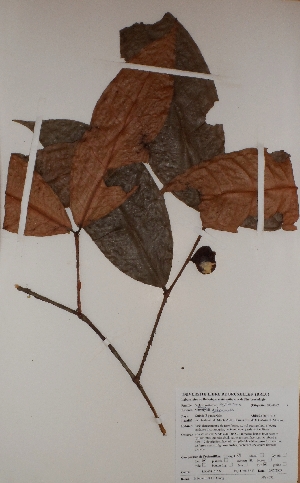  ( - BRLU-BS4092)  @11 [ ] CreativeCommons - Attribution Non-Commercial Share-Alike (2013) Unspecified Herbarium de l'Université Libre de Bruxelles