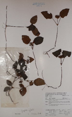  (Geophila afzelii - BRLU-BS4210)  @11 [ ] CreativeCommons - Attribution Non-Commercial Share-Alike (2013) Unspecified Herbarium de l'Université Libre de Bruxelles