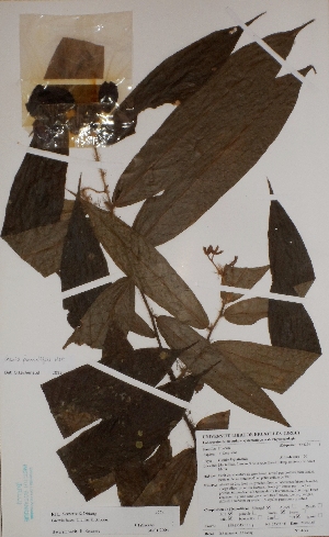  (Grewia barombiensis - BRLU-BS4274)  @11 [ ] CreativeCommons - Attribution Non-Commercial Share-Alike (2013) Unspecified Herbarium de l'Université Libre de Bruxelles