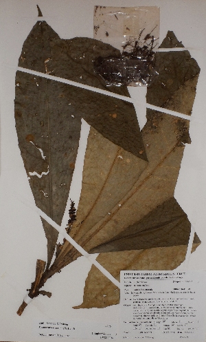  ( - BRLU-BS4275)  @11 [ ] CreativeCommons - Attribution Non-Commercial Share-Alike (2013) Unspecified Herbarium de l'Université Libre de Bruxelles