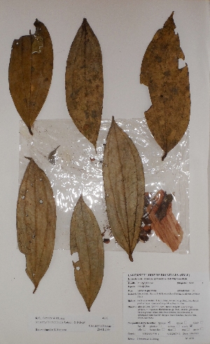  ( - BRLU-BS4280)  @11 [ ] CreativeCommons - Attribution Non-Commercial Share-Alike (2013) Unspecified Herbarium de l'Université Libre de Bruxelles